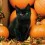 Cute Halloween Cats Wallpapers Full HD Cat Wallpaper Photo