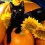 Cute Halloween Cats Wallpapers Full HD Cat Wallpaper