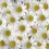 Daisy HD Wallpapers Nature Wallpaper Full