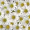 Daisy HD Wallpapers Nature Wallpaper Full