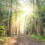 Dark sunlight in green forest CB Picsart Editing Background Full HD