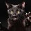 Evil Cat Wallpapers Full HD Wallpaper Photo