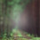 Forest Blur CB Background Editing for Picsart (Blurred) Blurred Full HD