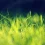 Grass HD Wallpapers Nature Wallpaper Full