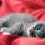 Grey Cat Wallpapers Full HD Wallpaper
