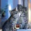 Grey Cat Wallpapers Full HD Download Wallpaper