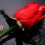 Happy Rose Day Quotes Wish Image for WhatsApp Lines