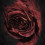 Beautiful Rose Wallpaper Full HD Photo
