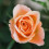 Beautiful Rose Wallpaper Full HD Photo