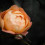 Rose Wallpaper Full HD for Mobile