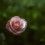 Rose Wallpaper Full HD for Mobile