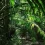 Jungle HD Wallpapers Nature Wallpaper Full