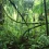 Jungle HD Wallpapers Nature Wallpaper Full