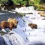 Katmai National Park And Preserve HD Wallpapers Nature Wallpaper Full