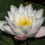 Lotus Flower HD Wallpapers