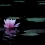 Lotus Flower HD Wallpapers Nature Wallpaper Full