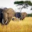 Lower Zambezi National Park HD Photos Nature Wallpaper Full