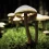 Mushrooms HD Wallpapers Nature Wallpaper Full
