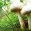 Mushrooms HD Wallpapers Nature Wallpaper Full
