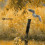 Natural yellow grass white bird CB Picsart Editing Background Full HD