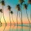 Palm Trees HD Wallpapers