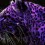 Purple Cat Wallpapers Full HD Ultra wallpaper
