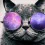 Purple Cat Wallpapers Full HD Wallpaper