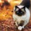 Ragdoll Cat Wallpapers Full HD Download Wallpaper