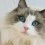 Ragdoll Cat Wallpapers Full HD Wallpaper