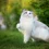 Ragdoll Cat Wallpapers Full HD Wallpaper Photo
