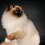 Ragdoll Cat Wallpapers Full HD Latest Wallpaper