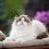 Ragdoll Cat Wallpapers Full HD Download Background