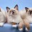 Ragdoll Cat Wallpapers Full HD Wallpaper Photo
