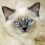 Ragdoll Cat Wallpapers Full HD Free wallpaper