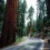 Redwood National And State Parks HD Wallpapers Nature Wallpaper Full