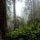 Redwood National And State Parks HD Wallpapers Nature Wallpaper Full