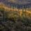 Saguaro National Park HD Wallpapers Nature Wallpaper Full