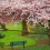 Sakura Flower HD Wallpapers Nature Wallpaper Full