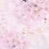Sakura Flower HD Wallpapers Nature Wallpaper Full