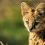 Savannah Cat Wallpapers Full HD Download Background