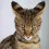 Savannah Cat Wallpapers Full HD Wallpaper for Mobiles and Desktop