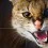 Savannah Cat Wallpapers Full HD Backgrounds