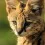 Savannah Cat Wallpapers Full HD Free