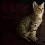 Savannah Cat Wallpapers Full HD Free wallpaper