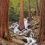 Sequoia National Park HD Wallpapers Nature Wallpaper Full