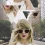 Taylor Swift Mobile HD Wallpapers Photos Pictures WhatsApp Status DP Pics