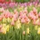 Tulip HD Wallpapers