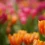 Tulip HD Wallpapers Nature Wallpaper Full