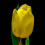 Tulip Yellow amoled display wallpaper 4k