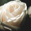 White Rose Wallpaper Photo for Mobile